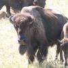 120805_039_buffalopound