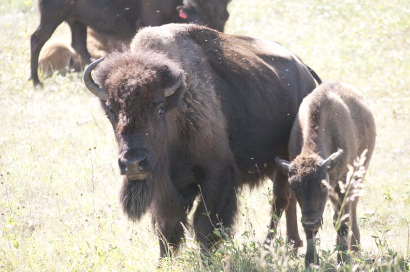120805_039_buffalopound