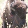 120805_040_buffalopound