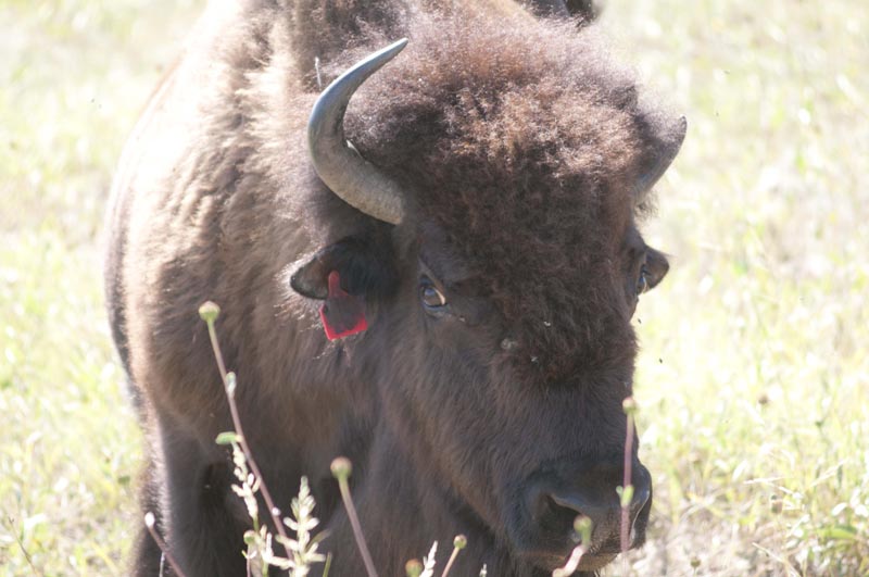 120805_040_buffalopound