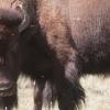 120805_041_buffalopound