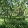 120805_050_buffalopound