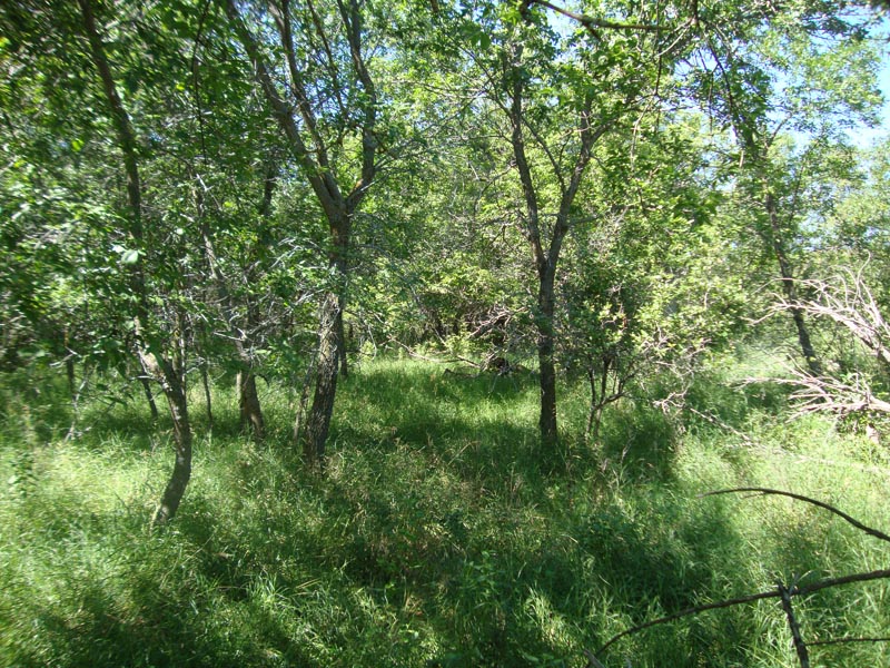 120805_050_buffalopound