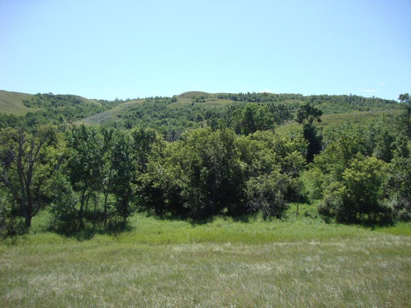 120805_051_buffalopound