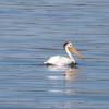120805_059_buffalopound_pelican
