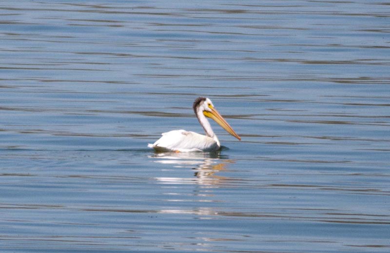120805_059_buffalopound_pelican