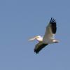 120805_060_buffalopound_pelican