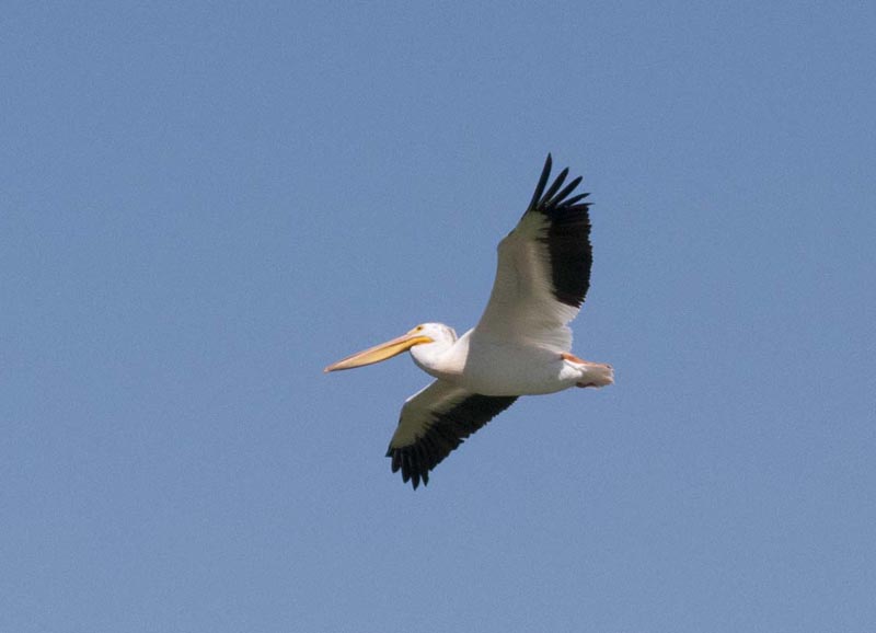 120805_060_buffalopound_pelican