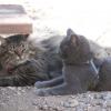 120805_064_buffalopound