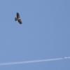 120805_065_buffalopound