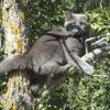 120806_001_buffalopound