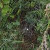120806_028_buffalopound