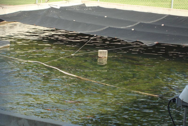 120818_012_echo_fishhatchery