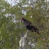 120826_021_crookedlake_turkeyvulture
