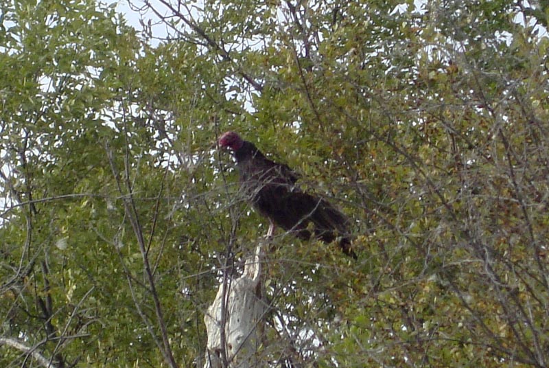 120826_021_crookedlake_turkeyvulture