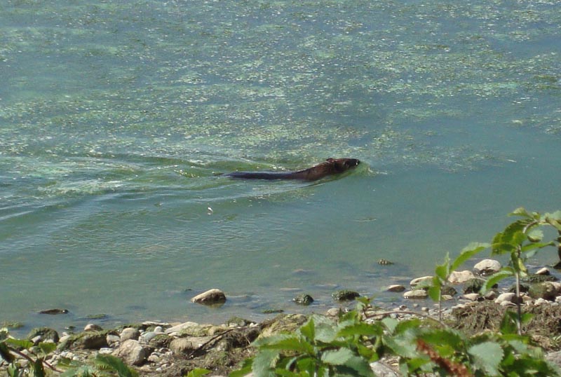 120827_007_crookedlake_beaver