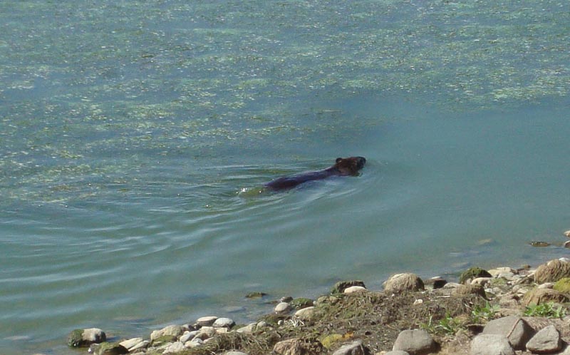 120827_008_crookedlake_beaver