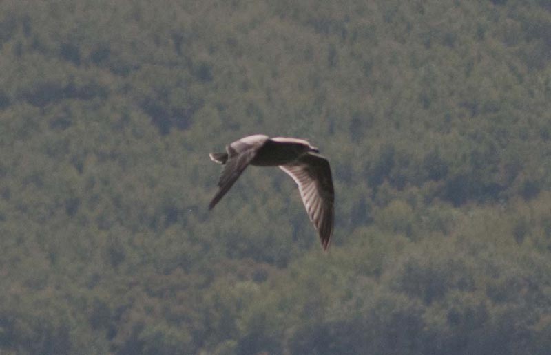 120827_012_crookedlake