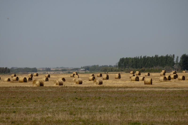 120828_007_prairie