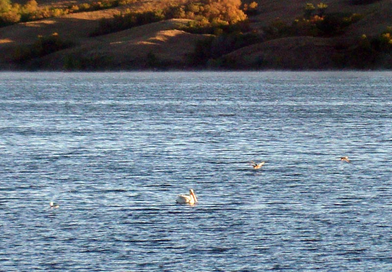 120908_003_buffalopound