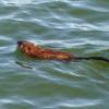 120908_004_buffalopound_muskrat