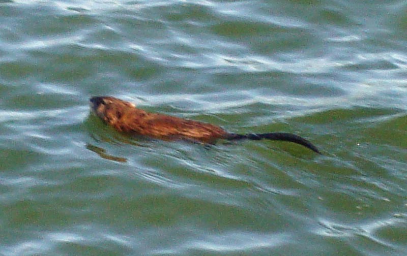 120908_004_buffalopound_muskrat