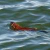 120908_005_buffalopound_muskrat