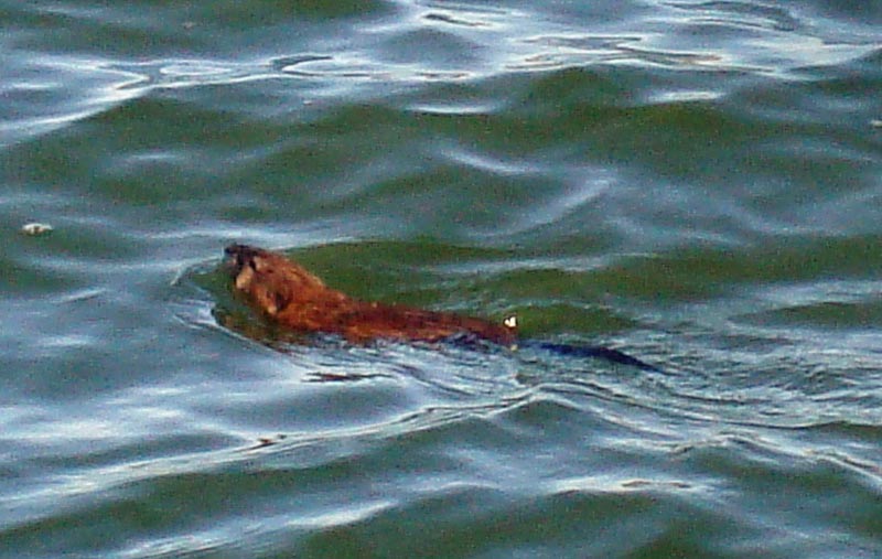 120908_005_buffalopound_muskrat