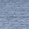 120909_006_buffalopound