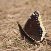 120909_007_buffalopound