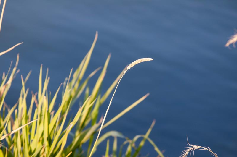 120909_031_buffalopound