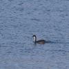 120909_032_buffalopound_westerngrebe