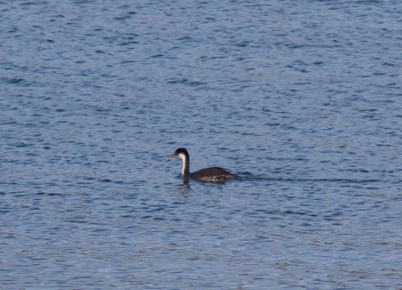 120909_032_buffalopound_westerngrebe