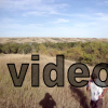 120909v_004_buffalopound