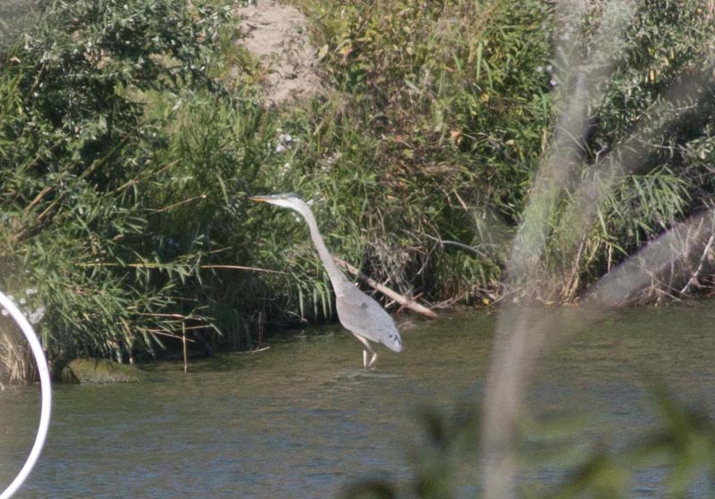 120910_003_buffalopound_heron