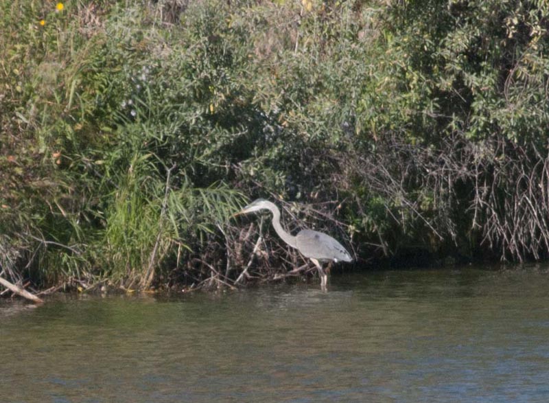 120910_004_buffalopound_heron