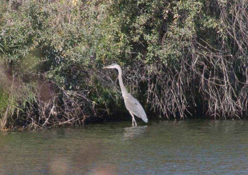 120910_005_buffalopound_heron