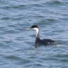120910_006_buffalopound_westerngrebe