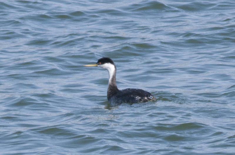 120910_006_buffalopound_westerngrebe