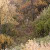 120915_002_buffalopound