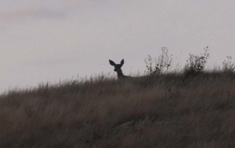 120915_014_buffalopound