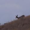 120915_016_buffalopound