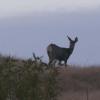 120915_017_buffalopound