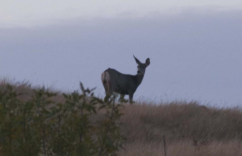 120915_017_buffalopound