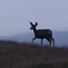 120915_018_buffalopound