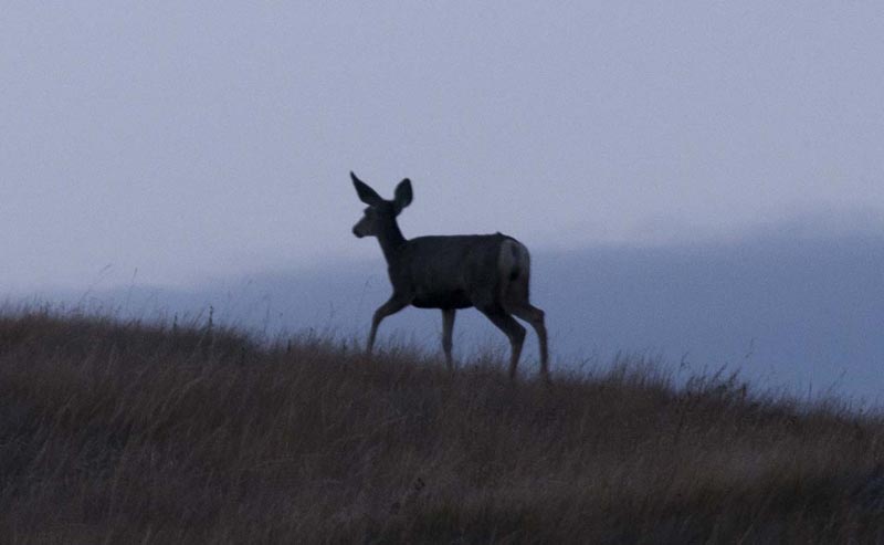 120915_018_buffalopound