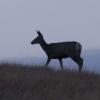120915_019_buffalopound