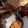 120916_001_buffalopound