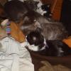 120916_002_buffalopound