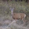 120916_011_buffalopound